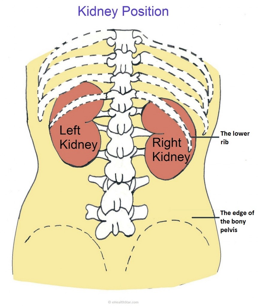 What causes a pain in the back in the kidney area?
