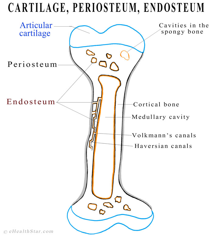 Endosteum Definition, Function, Location, Structure, Pictures | eHealthStar