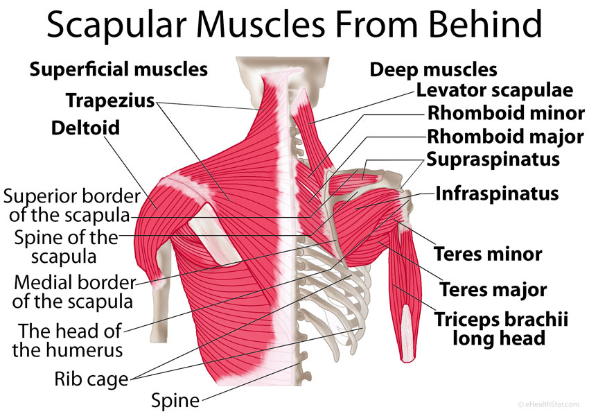 Pregnant And Pulled Muscle Under Shoulder Blade 37