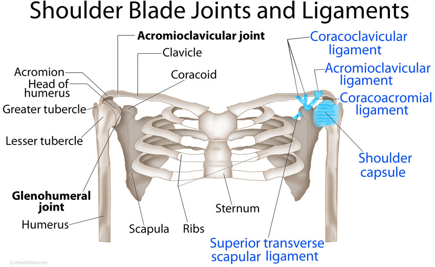 Scapula (Shoulder Blade) Anatomy, Muscles, Location, Function | eHealthStar