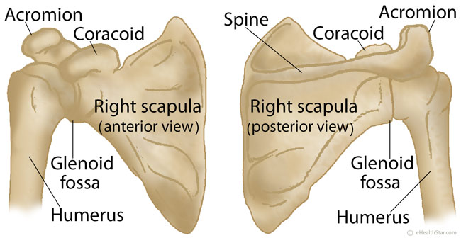 Scapula (Shoulder Blade) Anatomy, Muscles, Location, Function | eHealthStar