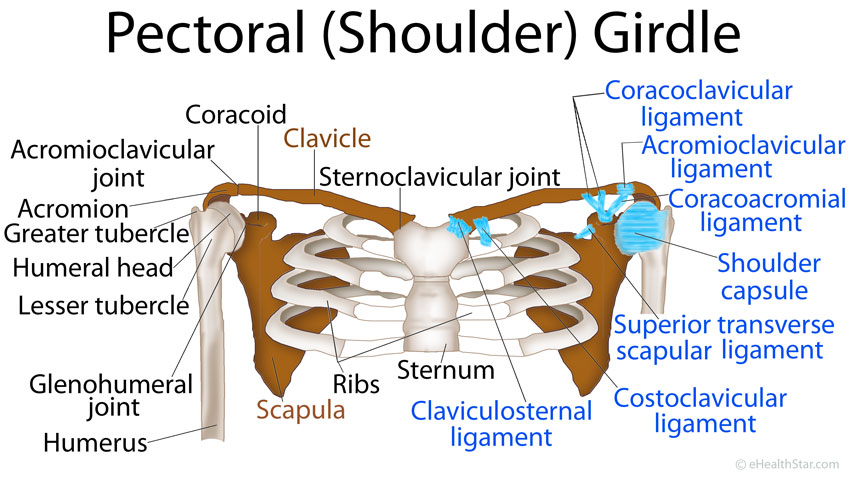 Pectoral Girdle Anatomy: Bones, Muscles, Function, Diagram | eHealthStar