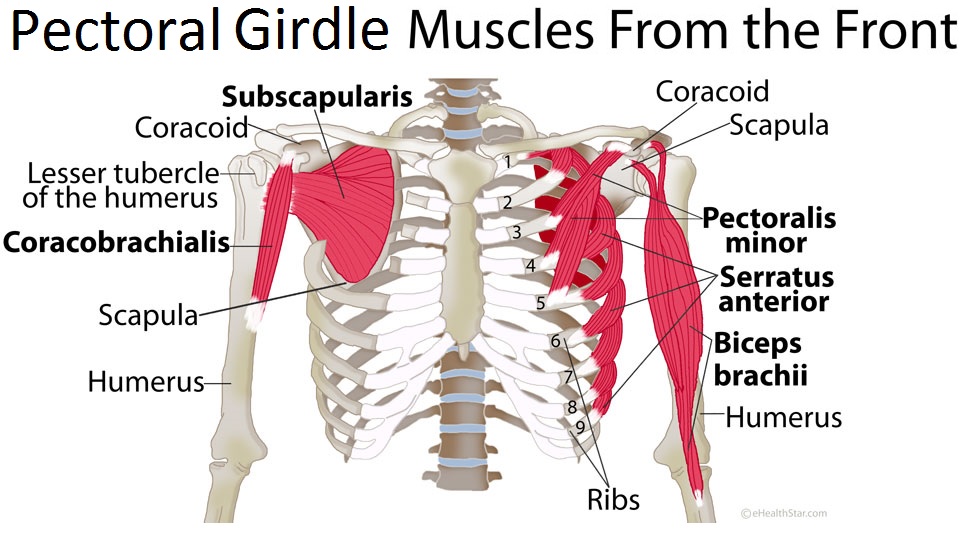 Pectoral Girdle Anatomy: Bones, Muscles, Function, Diagram | eHealthStar