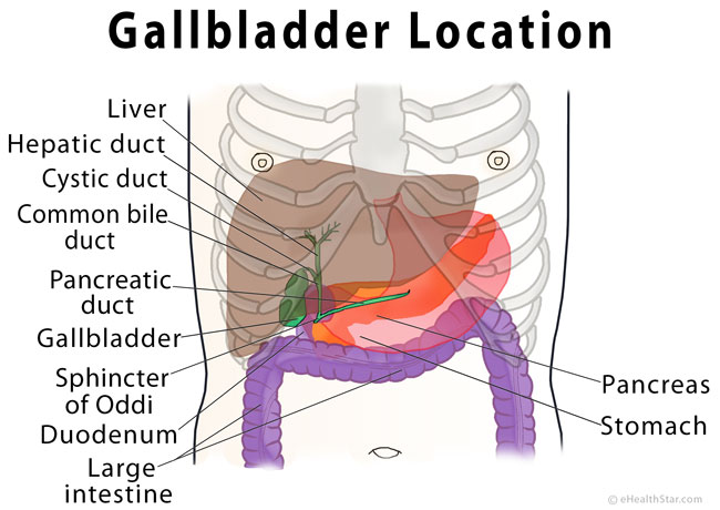 Gallbladder Pain Location Diagram, Symptoms, Causes, Relief | eHealthStar