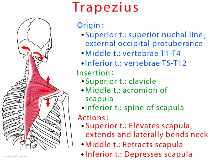 Trapezius Muscle (Upper, Middle, Lower) Spasm, Chronic Pain | eHealthStar
