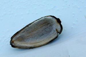 Sunflower seed shell picture