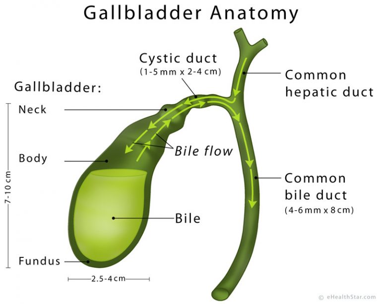 Gallbladder And Bile Duct Anatomy