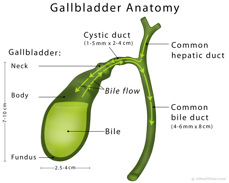 Gallbladder Definition, Anatomy, Parts, Function, Pictures - eHealthStar