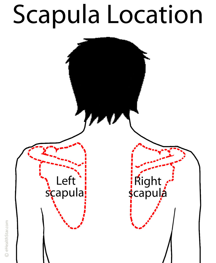 Scapula (Shoulder Blade) Anatomy, Muscles, Location ...