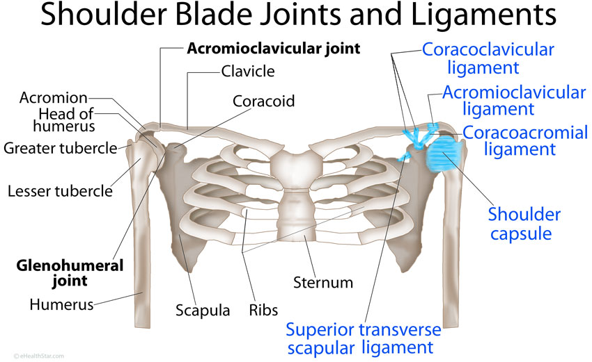 Scapula (Shoulder Blade) Anatomy, Muscles, Location, Function - eHealthStar