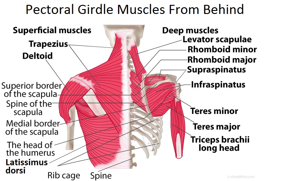 Pectoral or shoulder girdle muscles