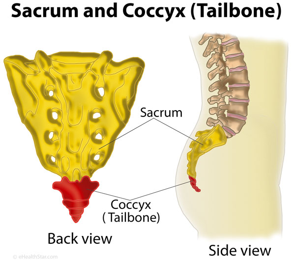 What is coccyx (tailbone)? Definition, Anatomy, Function - eHealthStar