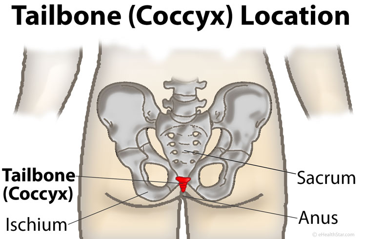 Coccyx (tailbone) location image