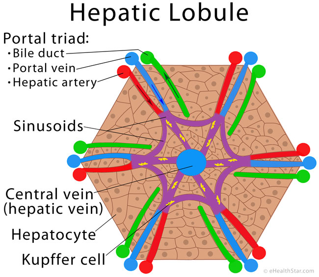 Hepatic lobule