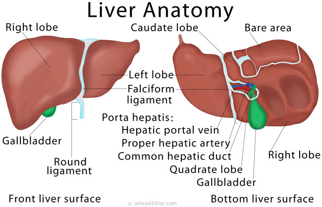 Liver Anatomy, Location and Function | eHealthStar