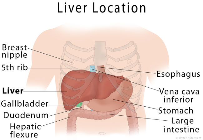 Liver location