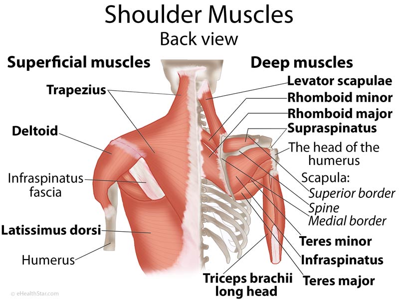 Shoulder Muscle Diagram 14