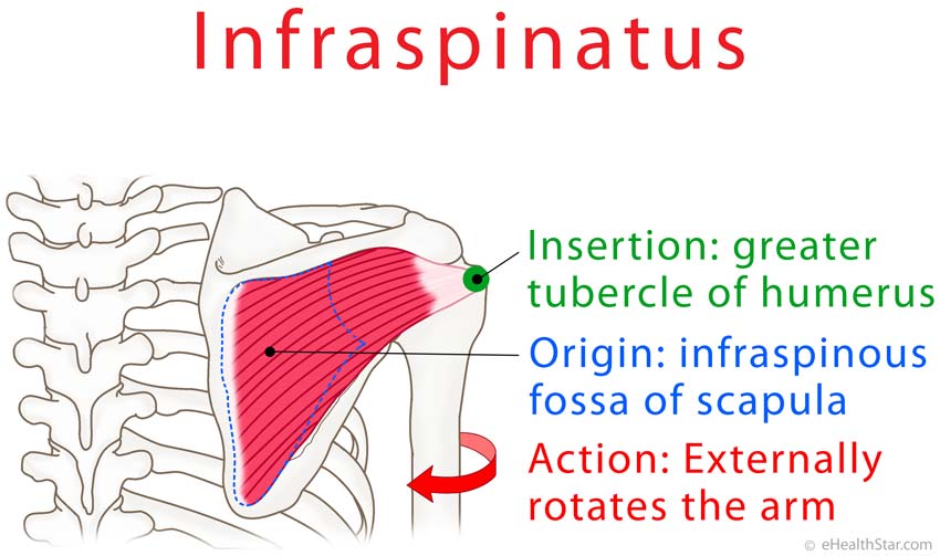 Infraspinatus Trigger Points, Pain and Tear Test, Exercises - eHealthStar