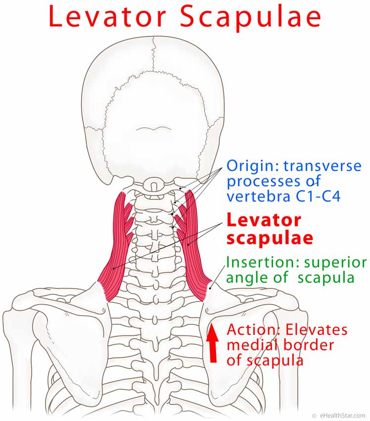Muscle Levator Scapulae Levator Scapulae Muscle Diagram OSMIE