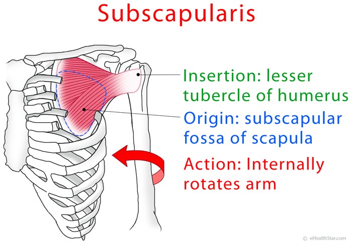 Subscapularis anatomy