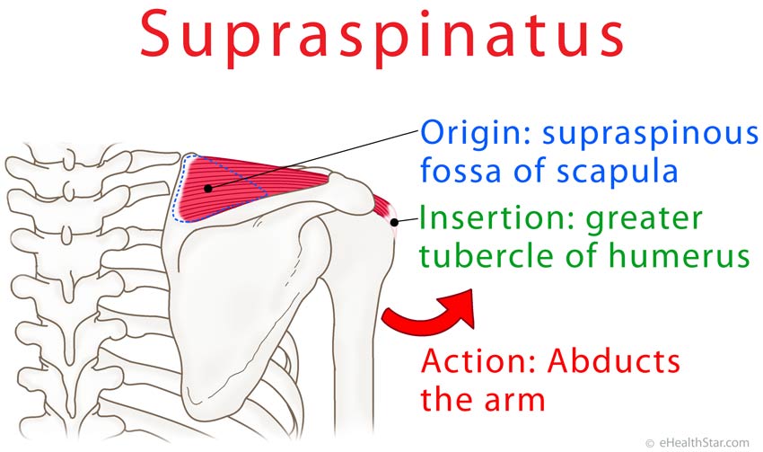 Supraspinatus muscle origin, insertion action