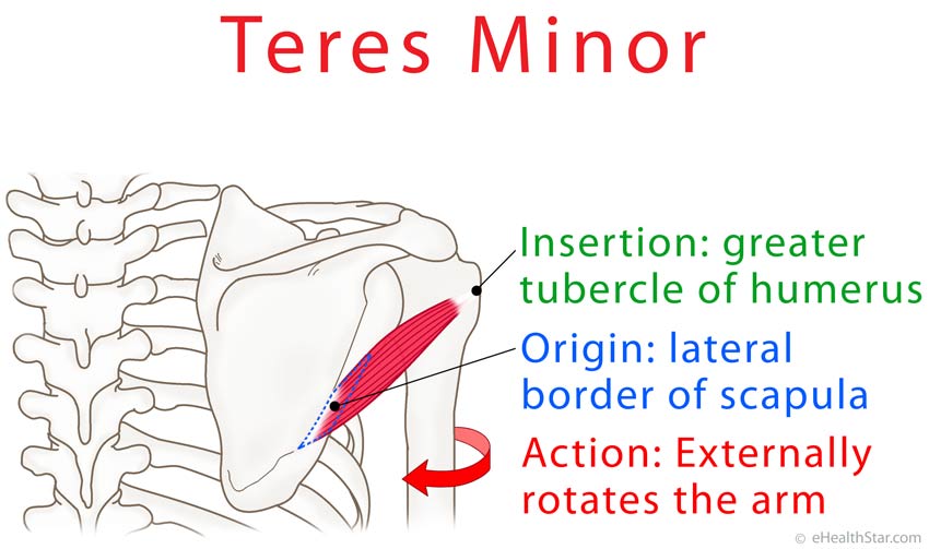 Teres minor origin, insertion, action