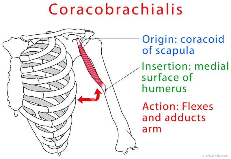 Coracobrachialis Muscle Function, Strength Test, Pain - eHealthStar