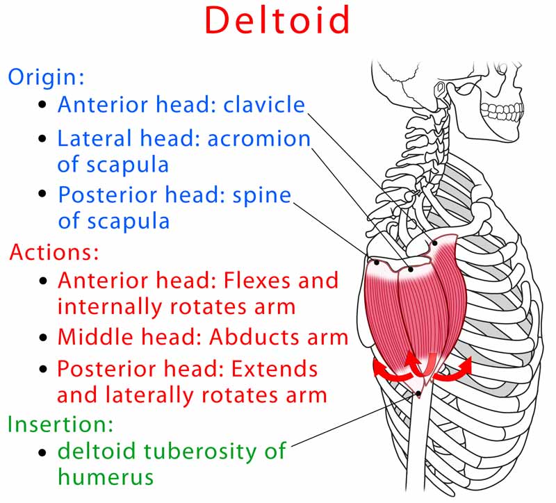 Deltoid-muscle.jpg