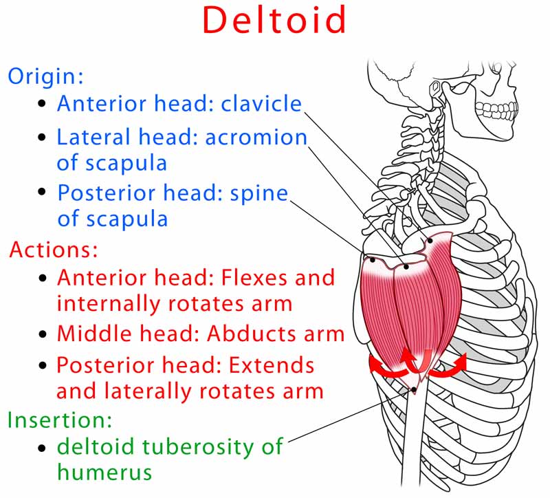 Deltoid (Front, Lateral, Rear) Anatomy, Location, Function, Pain