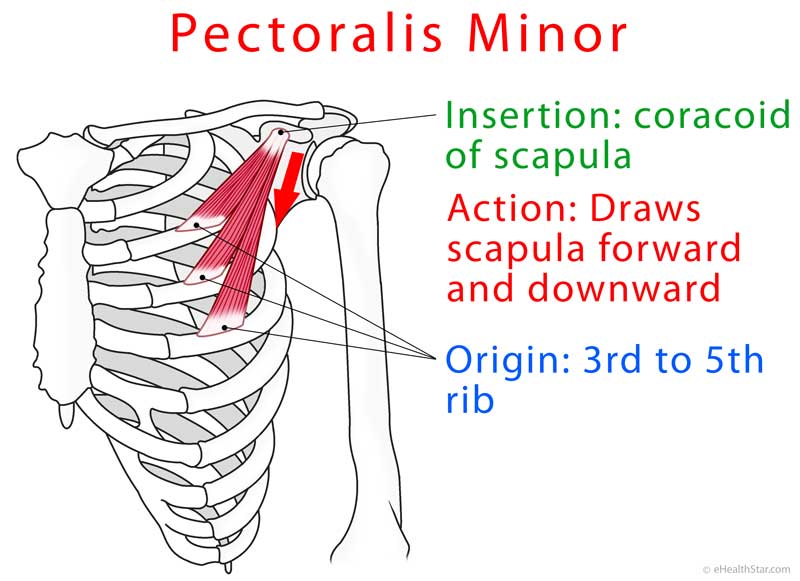 Pectoralis minor origin insertion action
