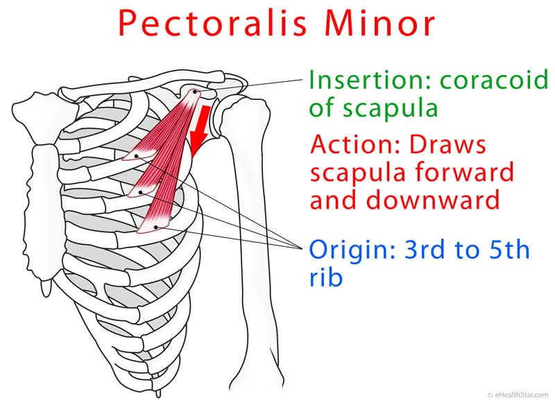 Action of pectoralis minor - Zdravie a krása moderného človeka