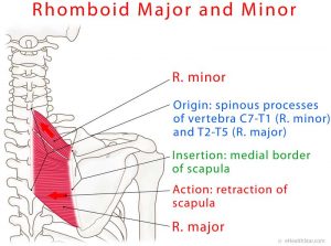 Rhomboid Major/Minor Strain, Spasm, Pain, Test - eHealthStar