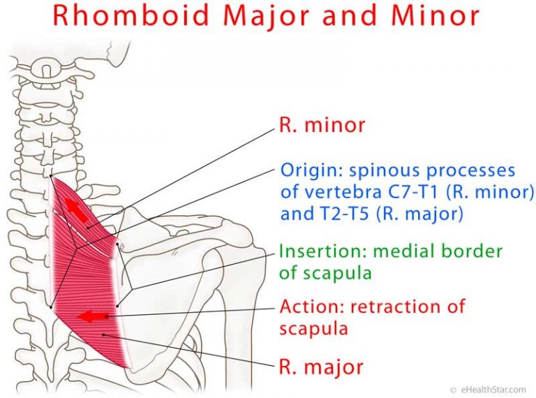 Rhomboid Major/Minor Strain, Spasm, Pain, Test | eHealthStar