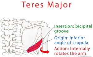 teres insertion infraspinatus ehealthstar minor arm function pain acupuncture contraction isometric rotates internally occurs musculoskeletal insertions strain