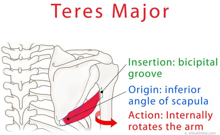 Teres Major Origin, Insertion, Action, Tear and Pain Test - eHealthStar
