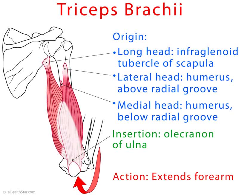 Triceps brachii muscle